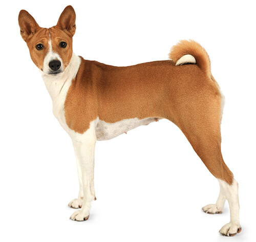 Basenji information sur la race Purina